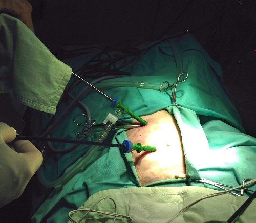 Perra Esterilizada con menos dolor mediante mínima invasión