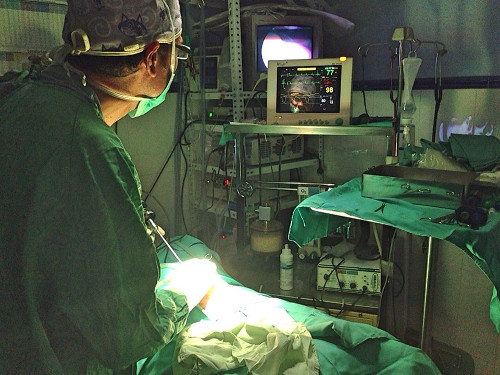 Intervención de mínima invasión mediante endoscopia en clínica veterinaria en Madrid